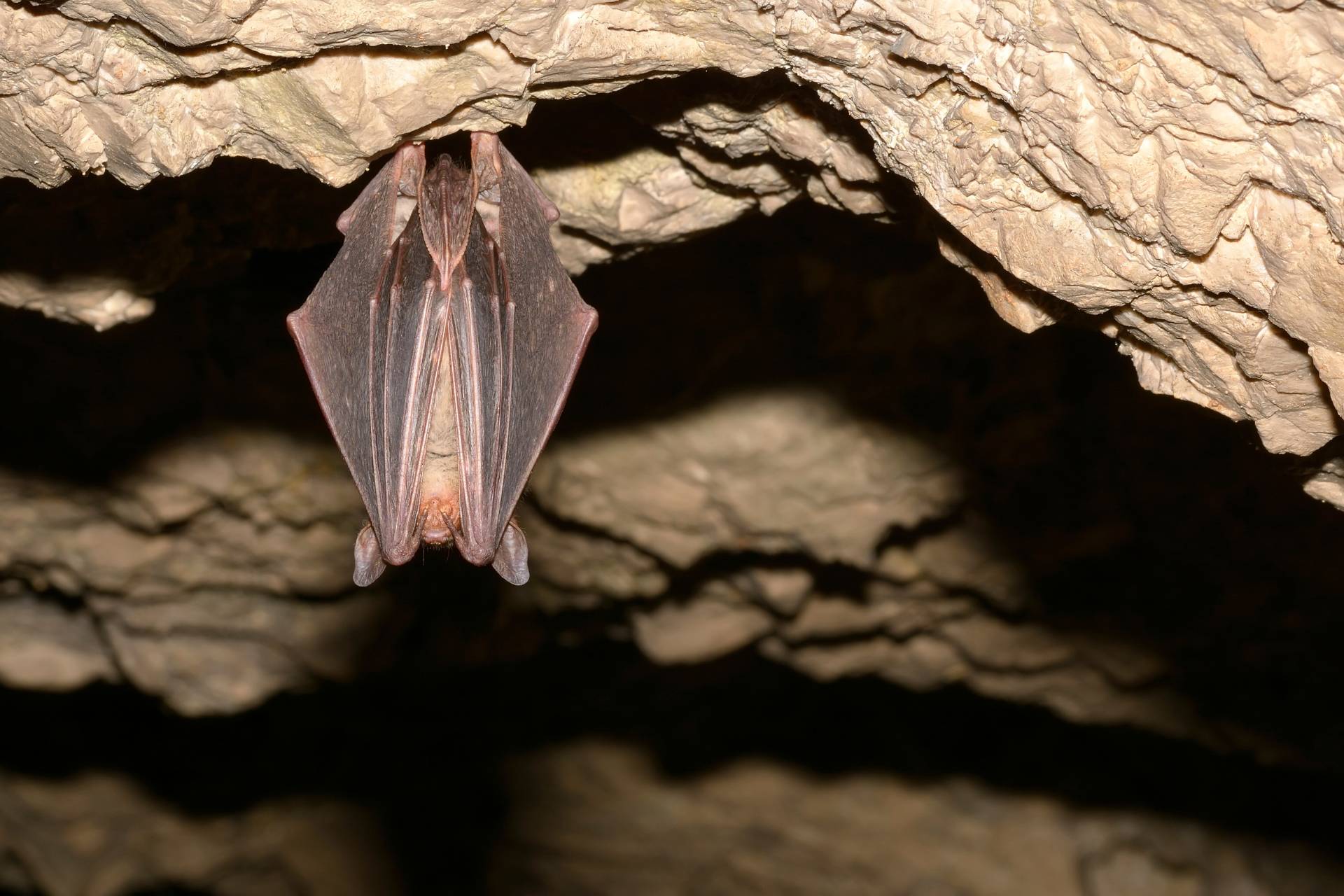 Photo d'une chauve-souris, biodiversité des grottes