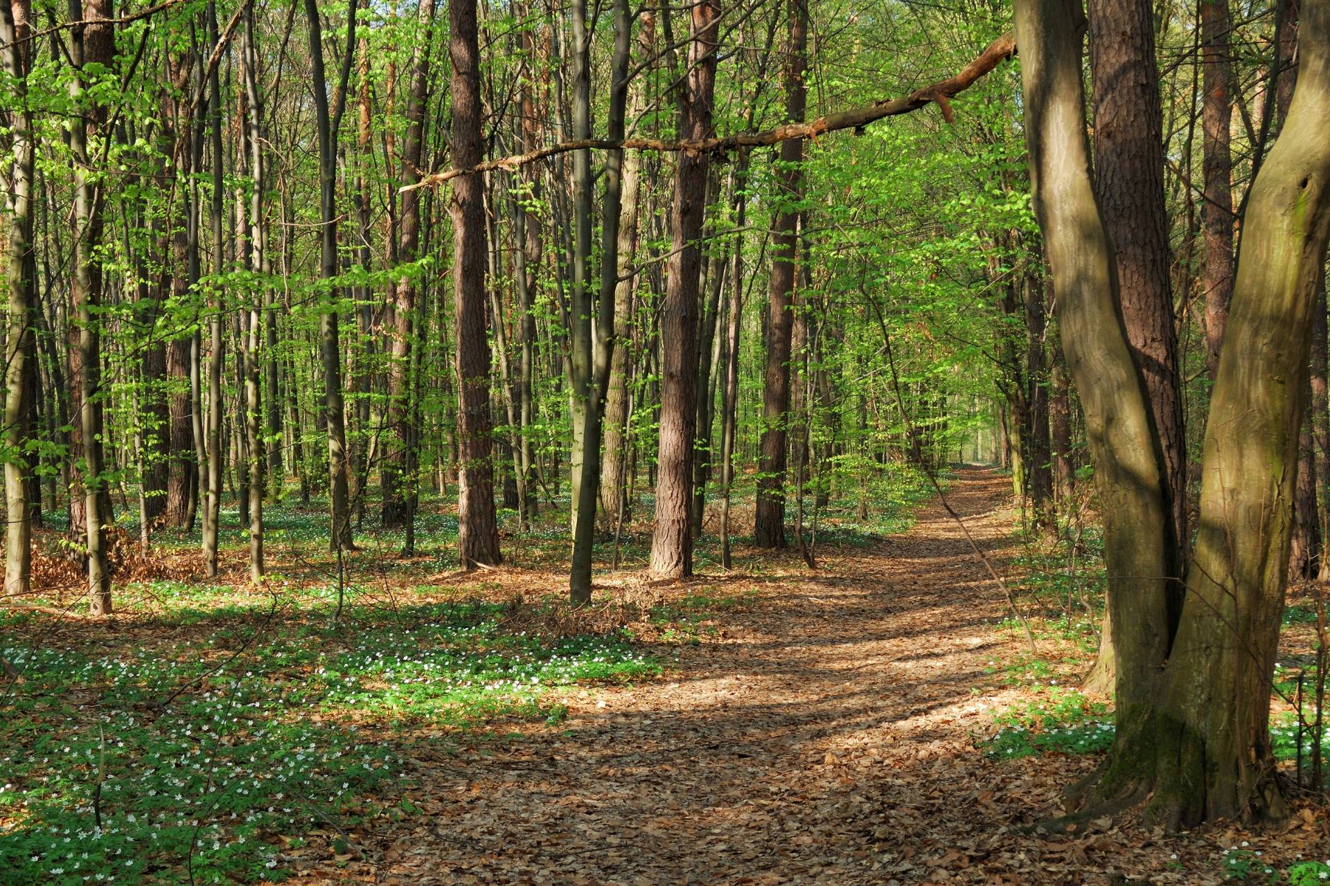 Forêt La Roche-en-Ardenne