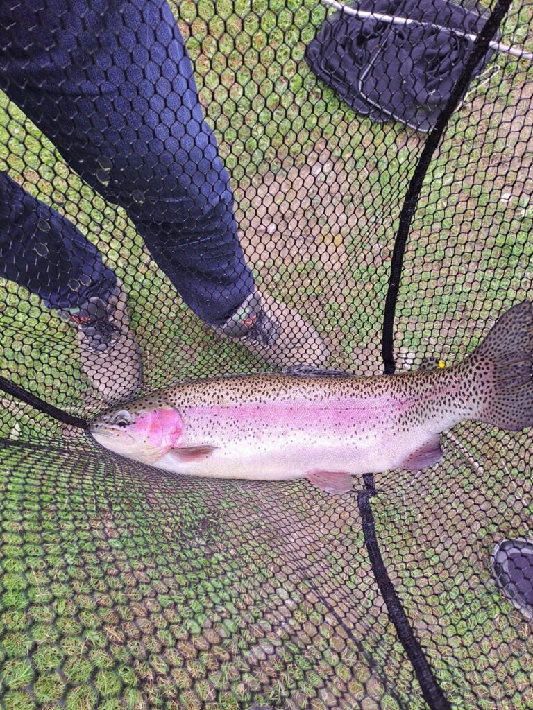 Truite arc-en-ciel dans une épuisette sur l'herbe, pêchée dans l'étang du gîte de Liresse